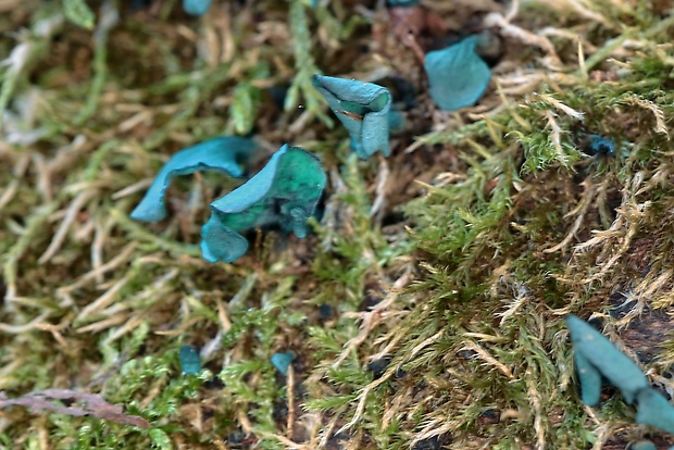 zelenica Chlorociboria sp.