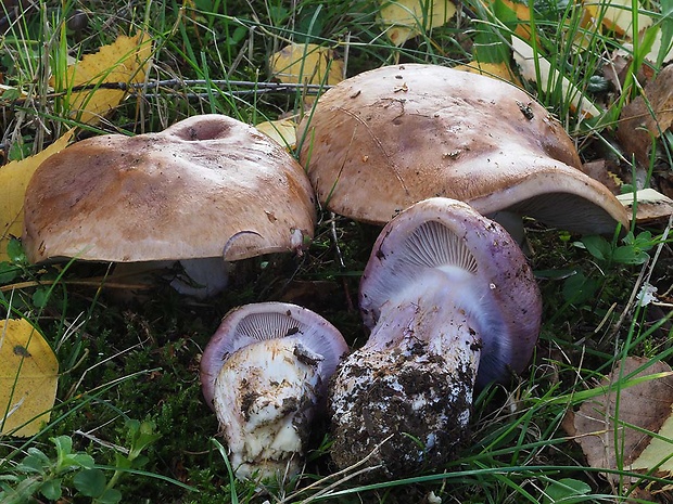 pavučinovec Cortinarius sp.