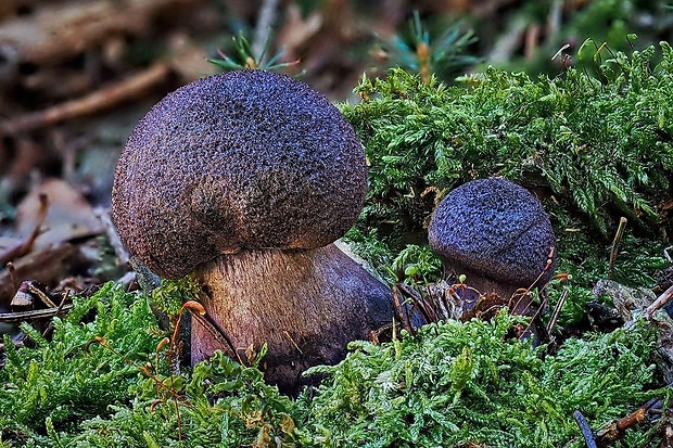 pavučinovec Cortinarius sp.