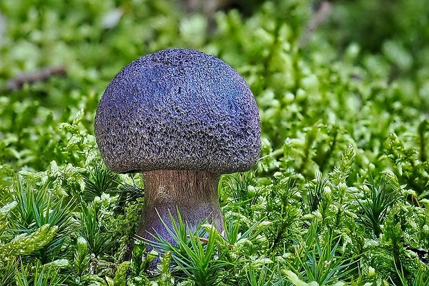 pavučinovec Cortinarius sp.