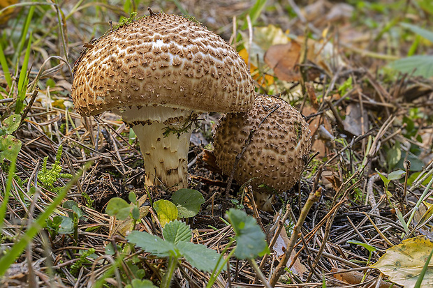 bedlička ostrošupinatá Echinoderma asperum (Pers.) Bon