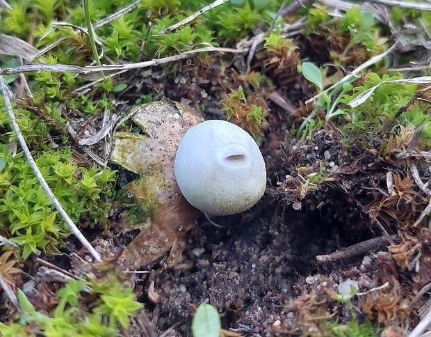 hviezdovka Geastrum granulosum Fuckel