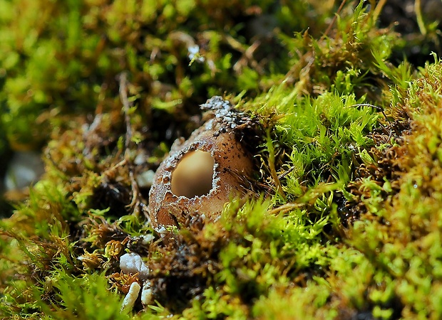 hrobnička Geopora sp.