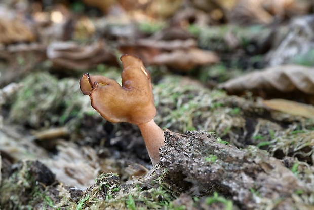 ušiak mitrovitý Gyromitra infula (Schaeff.) Quél.