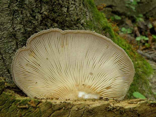 lastúrka plstnatá Hohenbuehelia mastrucata (Fr.) Singer