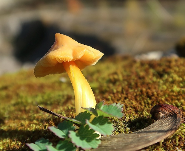 lúčnica hrotitá Hygrocybe acutoconica (Clem.) Singer