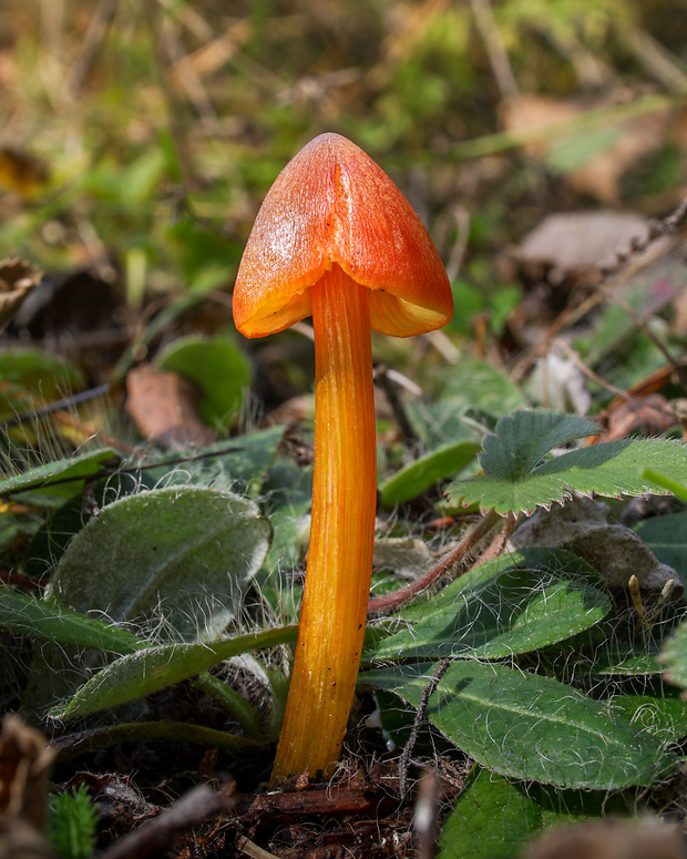 lúčnica kužeľovitá Hygrocybe conica (Schaeff.) P. Kumm.