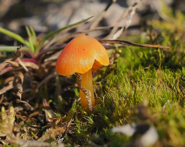 lúčnica Hygrocybe sp.