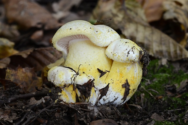 šťavnačka žltovločkatá Hygrophorus chrysodon (Batsch) Fr.