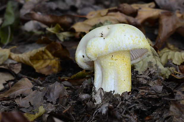 šťavnačka žltovločkatá Hygrophorus chrysodon (Batsch) Fr.