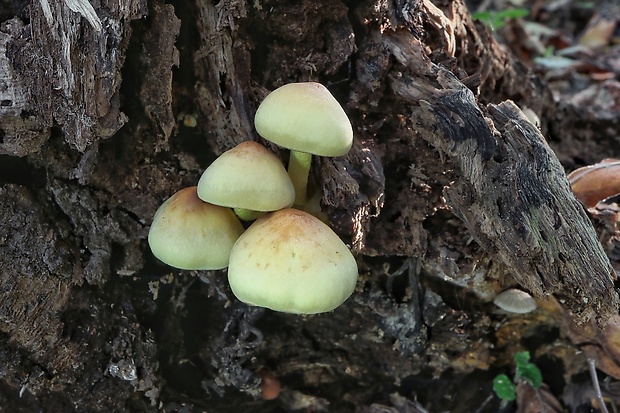 strapcovka zväzkovitá Hypholoma fasciculare (Huds.) P. Kumm.