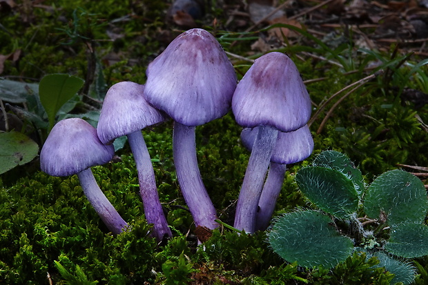 vláknica hlinovolupeňová Inocybe geophylla (Bull.) P. Kumm.