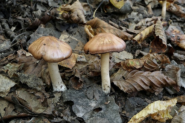 vláknina ? Inocybe sp.