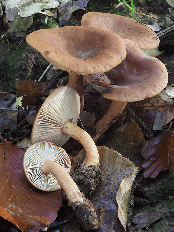 rýdzik sladkastý Lactarius subdulcis (Pers.) Gray