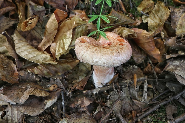 rýdzik kravský Lactarius torminosus (Schaeff.) Gray