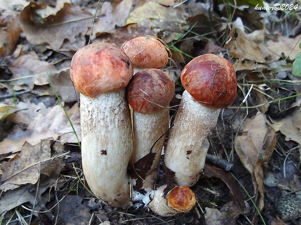 kozák dubový Leccinum aurantiacum (Bull.) Gray