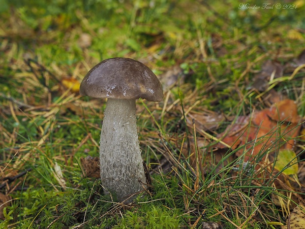 kozák sivohnedý Leccinum cyaneobasileucum Lannoy & Estadès