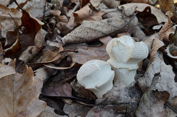 prášnica pichliačová Lycoperdon echinatum Pers.