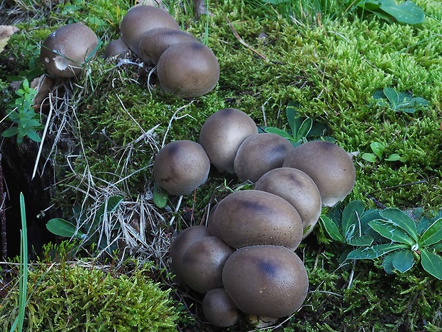 prášnica machová Lycoperdon ericaeum Bonord.