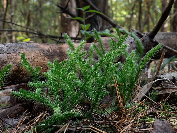 plavúň obyčajný Lycopodium clavatum L.