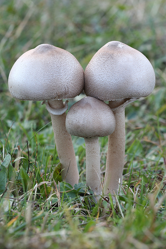 bedľa štíhla Macrolepiota mastoidea (Fr.) Singer