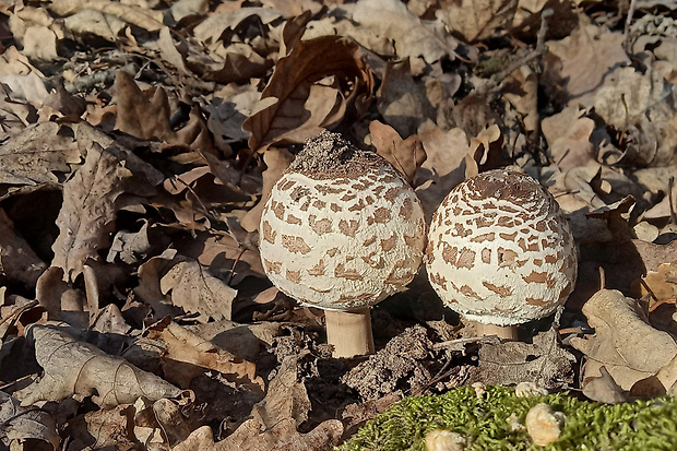 bedľa vysoká Macrolepiota procera (Scop.) Singer