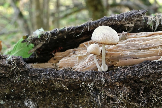 sliznačka obyčajná Mucidula mucida (Schrad.) Pat.