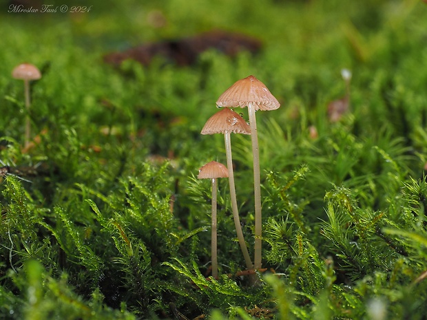 prilbička ružová Mycena rosella (Fr.) P. Kumm.