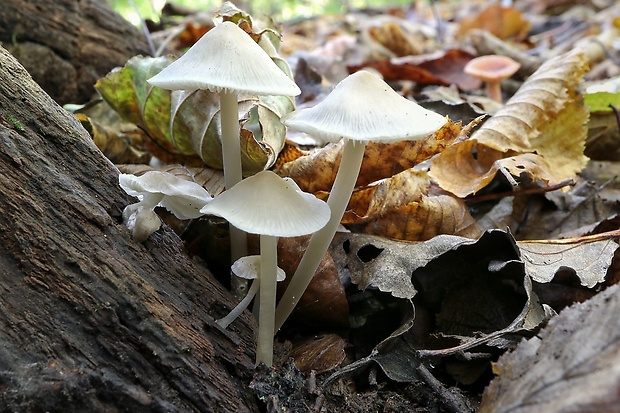 prilbička Mycena sp.