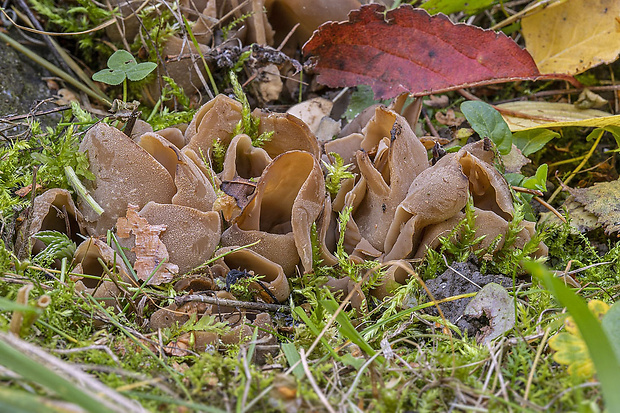 uško Otidea adorniae Agnello, M.Carbone & P.Alvarado