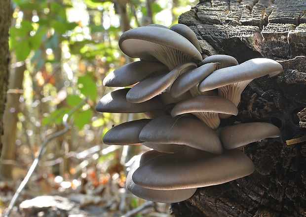 hliva ustricovitá Pleurotus ostreatus (Jacq.) P. Kumm.