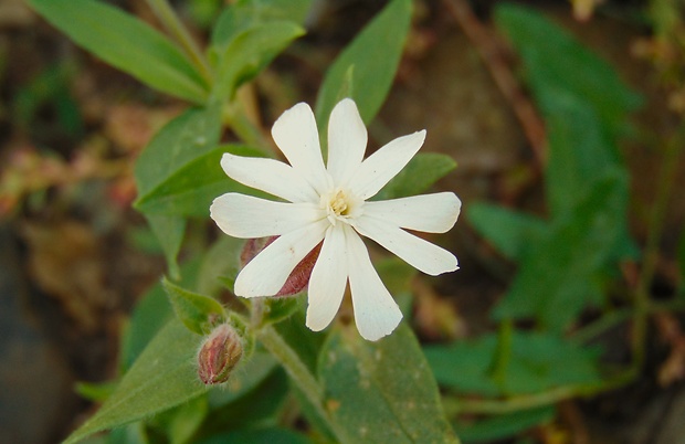 silenka biela pravá Silene latifolia subsp. alba (Mill.) Greuter et Burdet