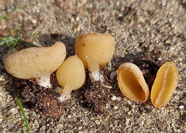 ušnička koreňujúca Sowerbyella radiculata (Sowerby) Nannf.