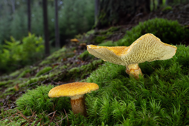 hríbovec dutohlúbikový Suillus cavipes (Opat.) A.H. Sm. & Thiers