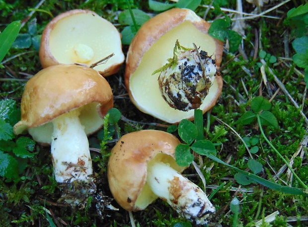 masliak Suillus sp.