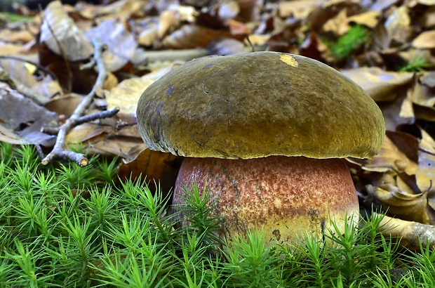 hríb zrnitohlúbikový Sutorius luridiformis (Rostk.) G. Wu & Zhu L. Yang