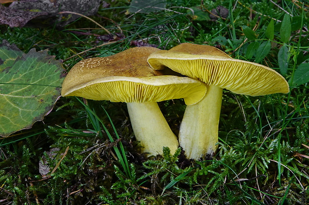 čírovka osiková Tricholoma frondosae Kalamees & Shchukin