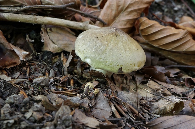 čírovka ? Tricholoma sp.