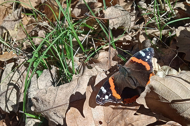 babôčka admirálska   Vanessa atalanta Linnaeus, 1758