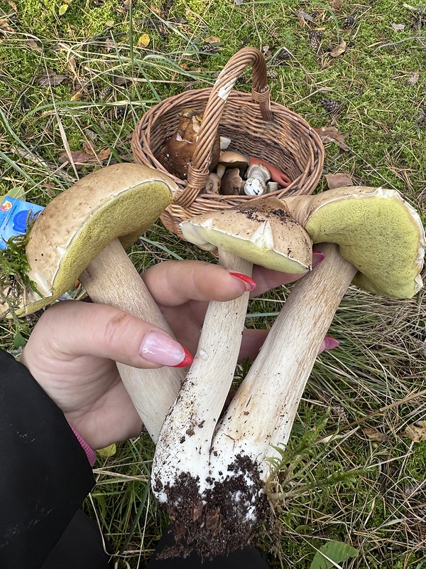 hríb dubový Boletus reticulatus Schaeff.