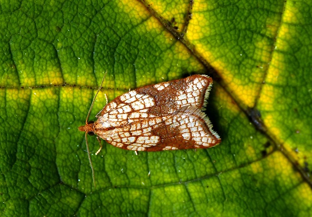 obaľovač hruškový Acleris rhombana