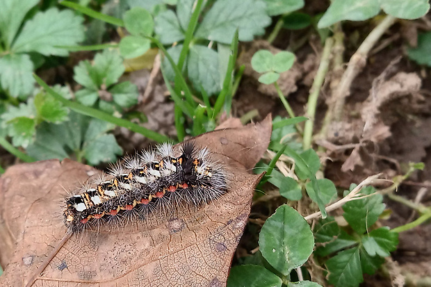 mramorovka obyčajná (sk) / šípověnka hojná (cz)  Acronicta rumicis Linnaeus, 1758