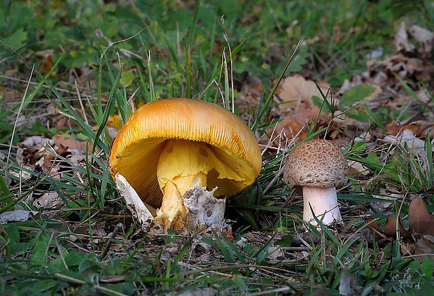 muchotrávka cisárska Amanita caesarea (Scop.) Pers.