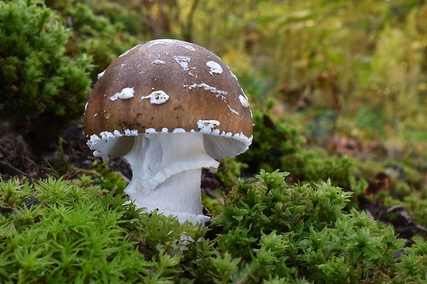 muchotrávka tigrovaná Amanita pantherina (DC.) Krombh.