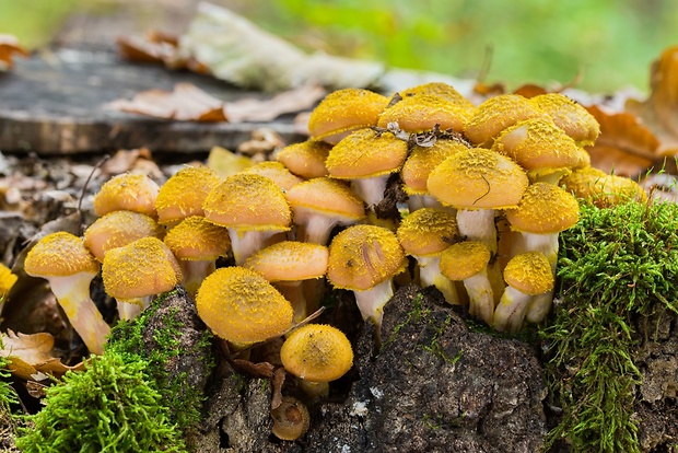 podpňovka žltá Armillaria gallica Marxm. & Romagn.