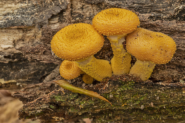 podpňovka žltá Armillaria gallica Marxm. & Romagn.