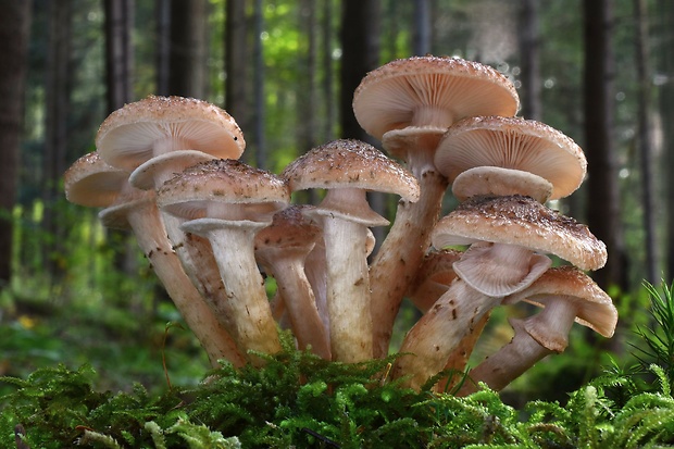 podpňovka tmavá Armillaria ostoyae (Romagn.) Herink