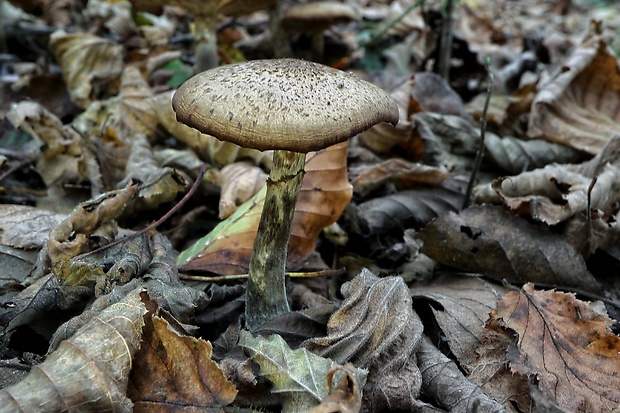 podpňovka Armillaria sp.