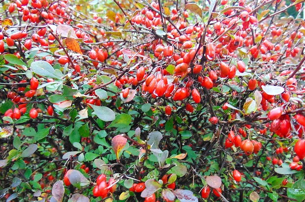 dráč obyčajný Berberis vulgaris L.