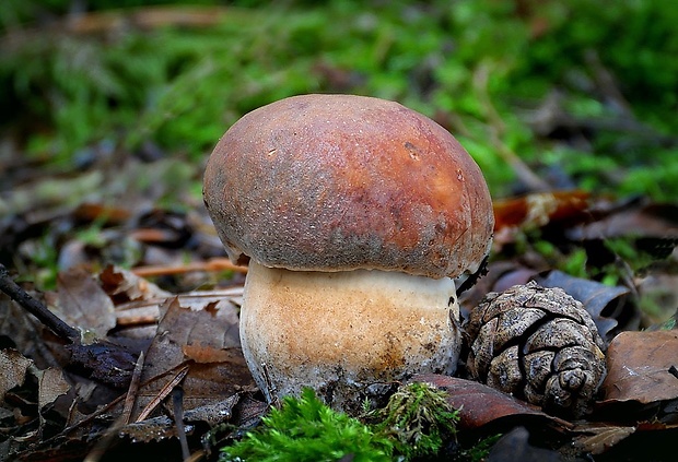 hríb bronzový Boletus aereus Bull. ex Fr.